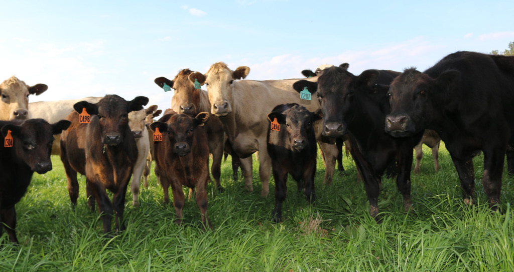 herd of cattle